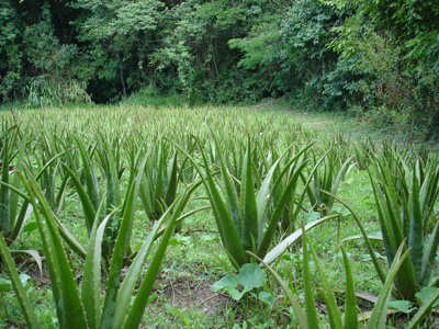 Aloe