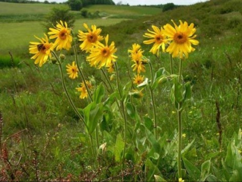 Arnica
