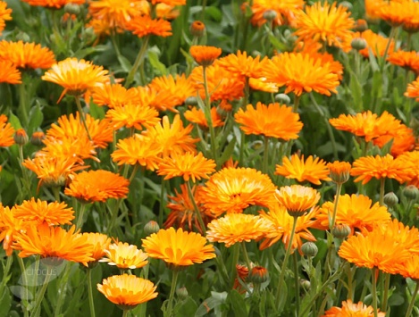 Calendula