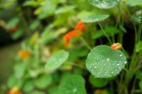 Centella